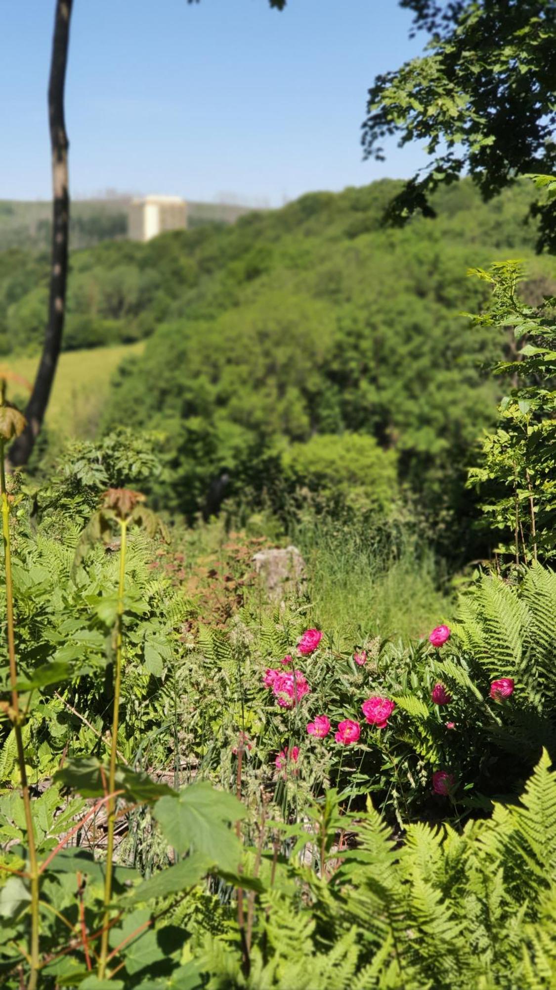 Hotel Schneiderhof เบราน์ลาเกอ ภายนอก รูปภาพ